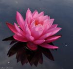 Water Lily
